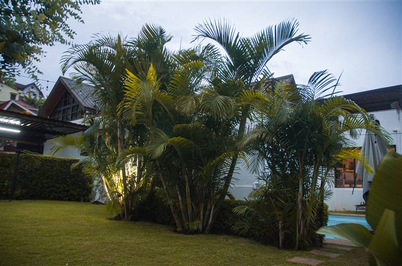 Jardin tropical et palmiers de la Villa Fotsy